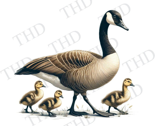 Family Canadian geese